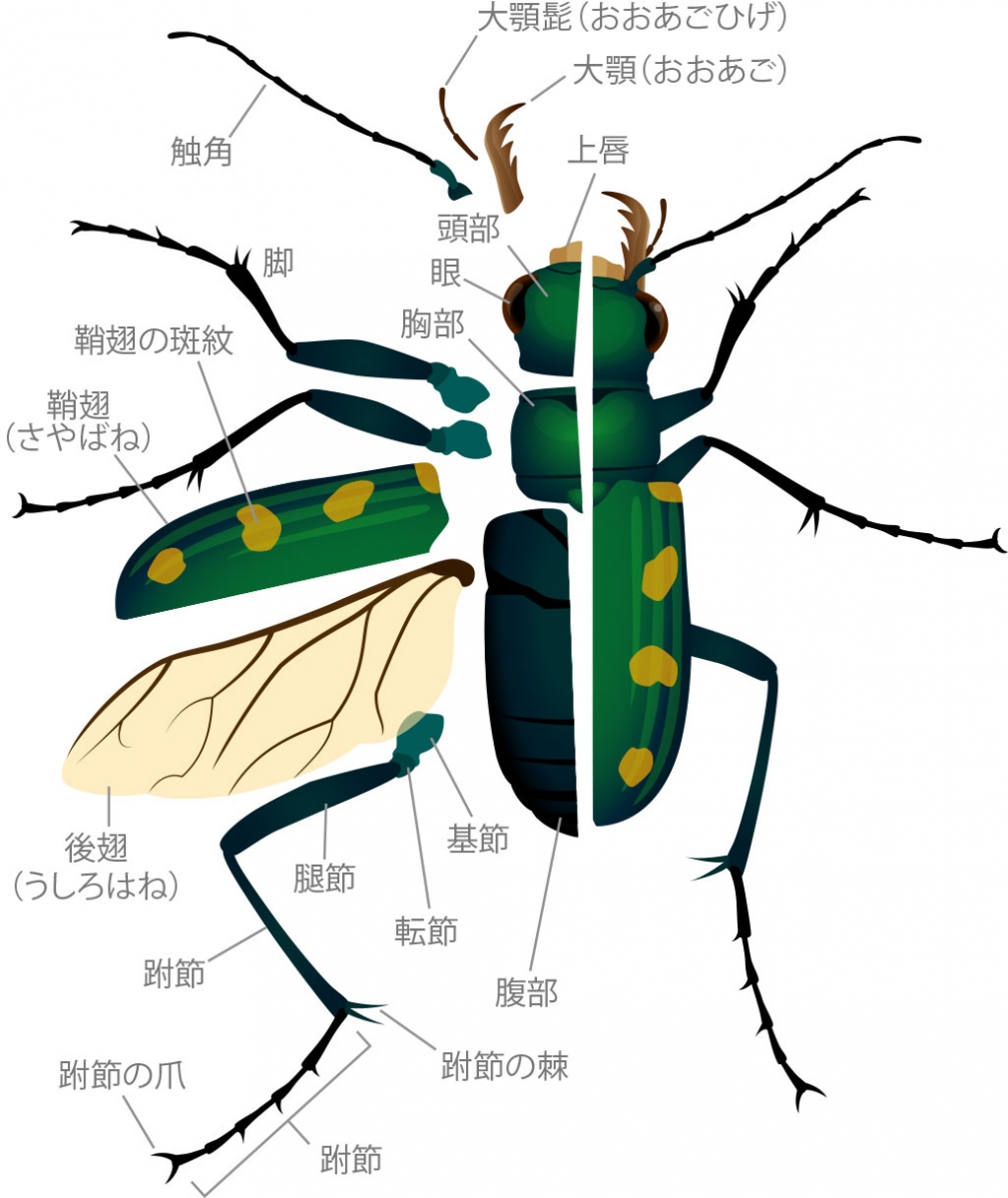 Tiger Beetle Anatomy