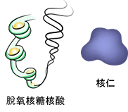 DNA and Nucleolus