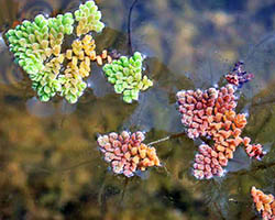 image of floating ferns