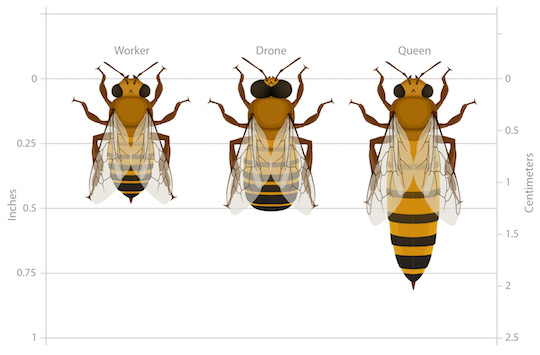 The types of honey bees in a hive (called castes): workers, drones, and queens.