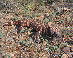 Gila monster eating a baby rabbit