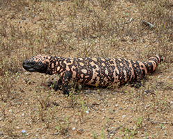 Gila monster foraging