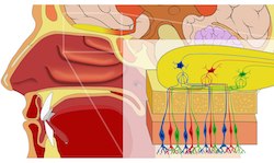 Olfactory system