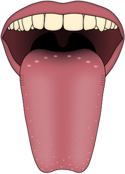 Human tongue