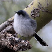 Black-tailed gnatcatcher