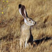 jackrabbit