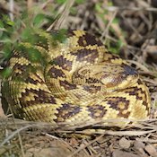 black-tailed rattlesnake