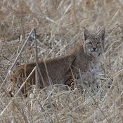 Bobcat