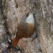 canyon wren