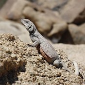 Chuckwalla