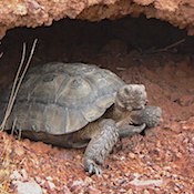 desert tortoise