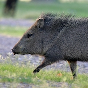 javelina