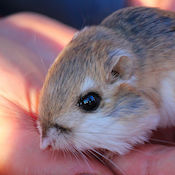 Merriam's kangaroo rat