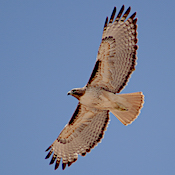 red-tailed hawk