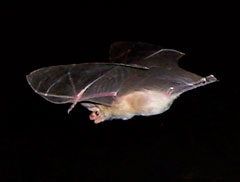 bat