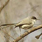 Black-capped Gnatcatcher thumbnail