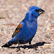 Blue Grosbeak thumbnail