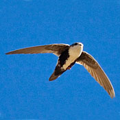 White-throated Swift thumbnail