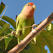 Rosy-faced Lovebird thumbnail