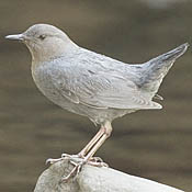 American Dipper thumbnail