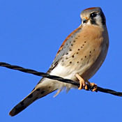 American Kestrel thumbnail