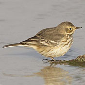 American Pipit thumbnail