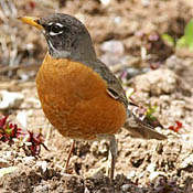 American Robin thumbnail