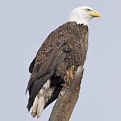 Bald Eagle thumbnail