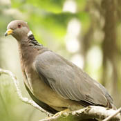 Band-tailed Pigeon thumbnail