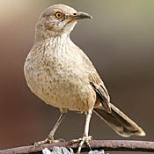 Bendire's Thrasher thumbnail