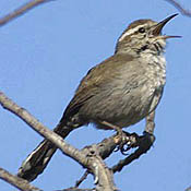 Bewick's Wren thumbnail