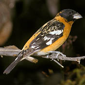 Black-headed Grosbeak thumbnail