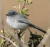 Black-tailed Gnatcatcher thumbnail