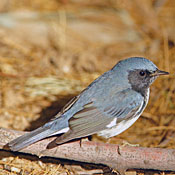 Black-throated Blue Warbler thumbnail