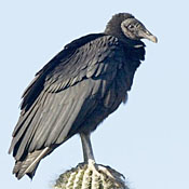 Black Vulture thumbnail