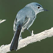 Blue-gray Gnatcatcher thumbnail