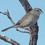 Botteri's Sparrow thumbnail