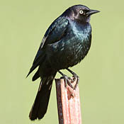 Brewer's Blackbird thumbnail