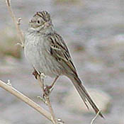 Brewer's Sparrow thumbnail