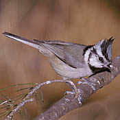 Bridled Titmouse thumbnail