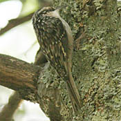 Brown Creeper thumbnail