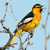 Bullock's Oriole thumbnail