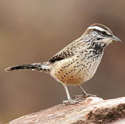 Cactus Wren thumbnail