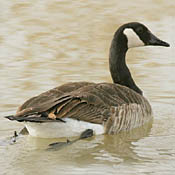 Canada Goose thumbnail