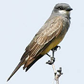 Cassin's Kingbird thumbnail