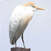 Cattle Egret thumbnail