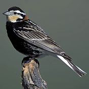 Chestnut-collared Longspur thumbnail