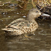 Cinnamon Teal thumbnail