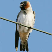 Cliff Swallow thumbnail