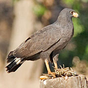 Common Black Hawk thumbnail